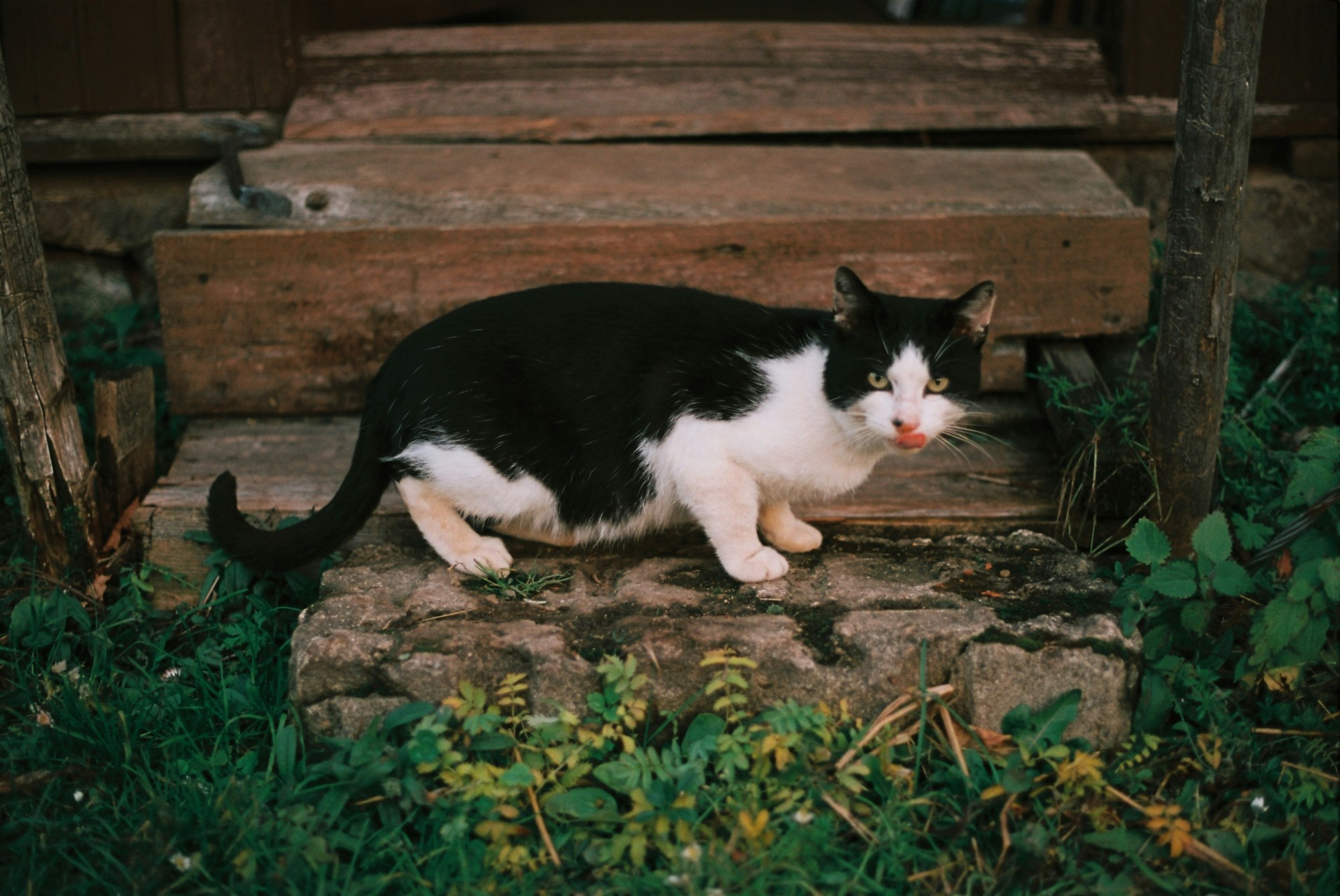 Cat on a doorstep