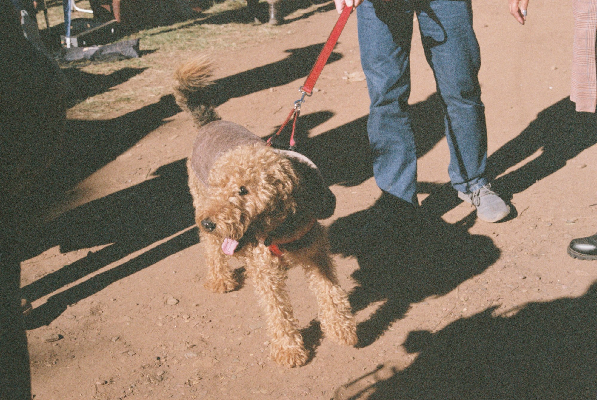 A dog on a leash in the sun